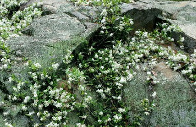 苔花 小.jpg 苔花 小.jpg
