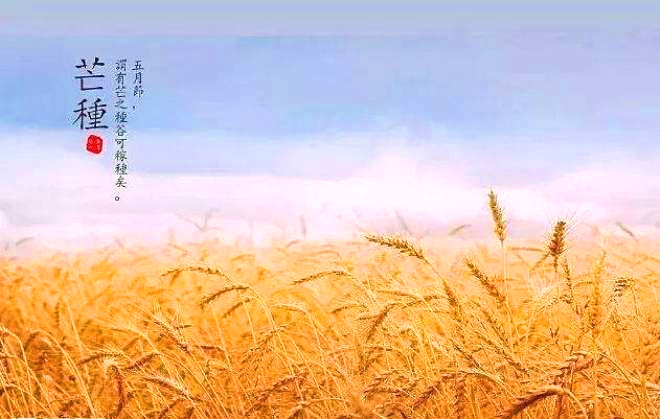 芒种_看图王.jpg 芒种_看图王.jpg