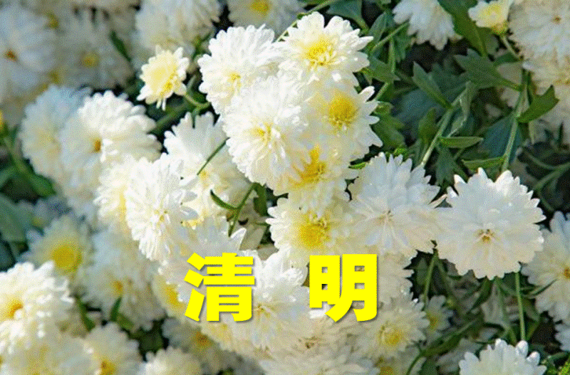 清明.gif 1584954208396018043.gif